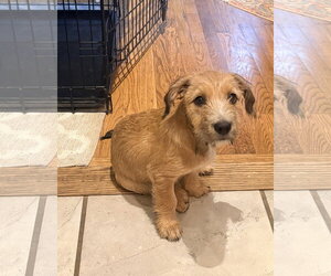 Border Terrier-Dachshund Mix Dogs for adoption in Parker Ford, PA, USA