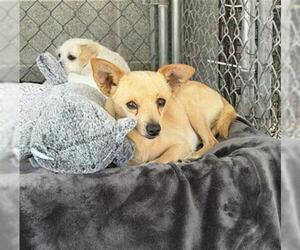Chihuahua-Unknown Mix Dogs for adoption in Redlands, CA, USA