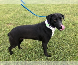 Labrador Retriever-Unknown Mix Dogs for adoption in Guilford, CT, USA
