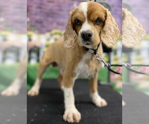 Small Cocker Spaniel