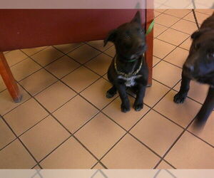 Shepradors Dogs for adoption in Ocala, FL, USA