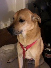 Vizsla Dogs for adoption in Rockaway, NJ, USA