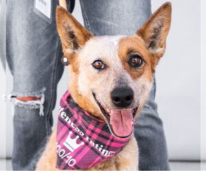 Australian Cattle Dog Dogs for adoption in Pasadena, CA, USA