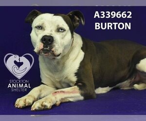 American Pit Bull Terrier Dogs for adoption in Stockton, CA, USA
