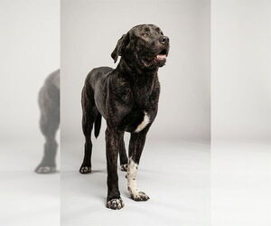 Mastiff-Unknown Mix Dogs for adoption in Belleville, IL, USA