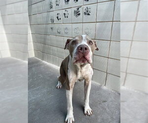 American Pit Bull Terrier-Unknown Mix Dogs for adoption in Corpus Christi, TX, USA