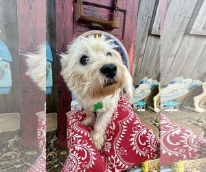 Mutt Dogs for adoption in Sioux Falls, SD, USA