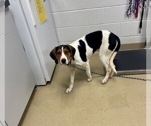English Coonhound Dogs for adoption in Easton, MD, USA