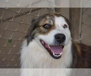 Australian Shepherd Dogs for adoption in Athens, AL, USA