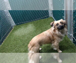 Mutt Dogs for adoption in Downey, CA, USA