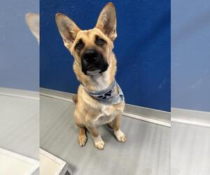 German Shepherd Dog-Unknown Mix Dogs for adoption in Visalia, CA, USA