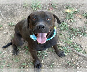 Mutt Dogs for adoption in Tulsa, OK, USA