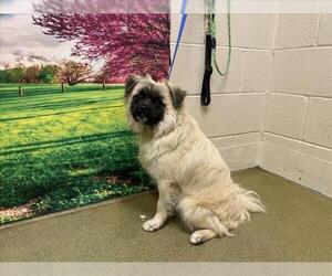 Pekingese-Unknown Mix Dogs for adoption in Moreno Valley, CA, USA