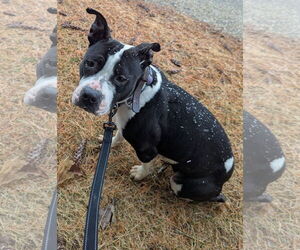 American Pit Bull Terrier-Unknown Mix Dogs for adoption in Kewanee, IL, USA