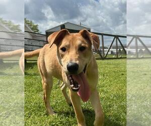 Retriever -Unknown Mix Dogs for adoption in Newfoundland, PA, USA
