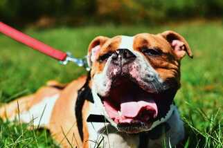 Bulldog Dogs for adoption in Dumfries, VA, USA