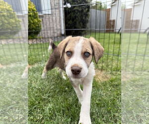 Huskies -Unknown Mix Dogs for adoption in Monterey, VA, USA