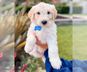 Labradoodle Dogs for adoption in Corona, CA, USA