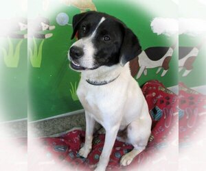 Jack Russell Terrier-Parson Russell Terrier Mix Dogs for adoption in Grovertown, IN, USA