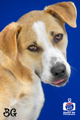 Mutt Dogs for adoption in Livingston , LA, USA