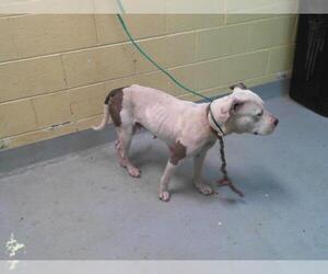 American Pit Bull Terrier-Unknown Mix Dogs for adoption in Tulsa, OK, USA