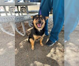 Pembroke Welsh Corgi-Unknown Mix Dogs for adoption in Riverside, CA, USA