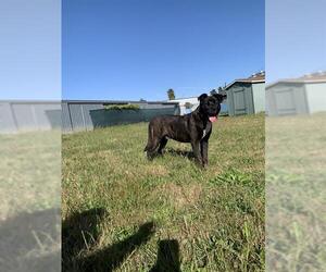 American Pit Bull Terrier-Unknown Mix Dogs for adoption in Santa Cruz, CA, USA