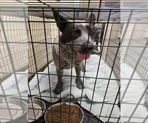 Mutt Dogs for adoption in Texas City, TX, USA