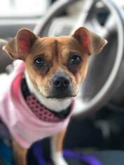 Chihuahua-Unknown Mix Dogs for adoption in Lockport, IL, USA