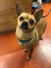 Chihuahua Dogs for adoption in Southampton, NY, USA