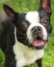 Boston Terrier Dogs for adoption in Media, PA, USA