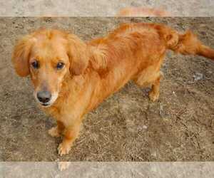 Medium Photo #1 Golden Retriever Puppy For Sale in Grovertown, IN, USA