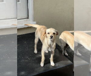 Chihuahua-Unknown Mix Dogs for adoption in Dana Point, CA, USA
