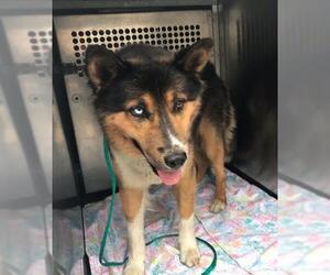 Australian Shepherd-Unknown Mix Dogs for adoption in Orange, CA, USA