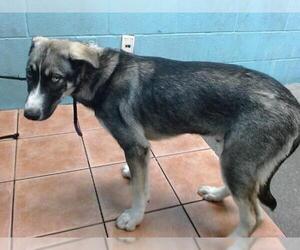 Siberian Husky-Unknown Mix Dogs for adoption in Downey, CA, USA