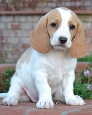 Medium Photo #1 Beagle Puppy For Sale in Simi Valley, CA, USA