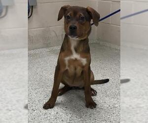 Labrador Retriever Dogs for adoption in Conroe, TX, USA