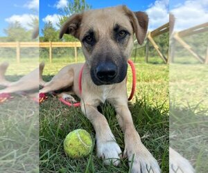 Mutt Dogs for adoption in Columbia, TN, USA