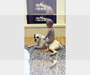 Boxer Dogs for adoption in Austin, TX, USA