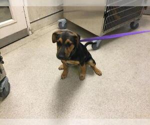 German Shepherd Dog-Unknown Mix Dogs for adoption in Riverside, CA, USA