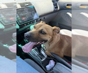 German Shepherd Dog-Unknown Mix Dogs for adoption in Bakersfield, CA, USA