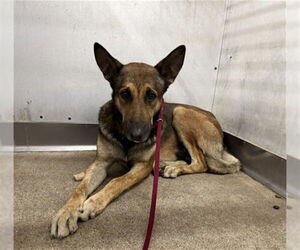 German Shepherd Dog Dogs for adoption in San Bernardino, CA, USA