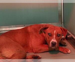 American Pit Bull Terrier-Unknown Mix Dogs for adoption in Moreno Valley, CA, USA