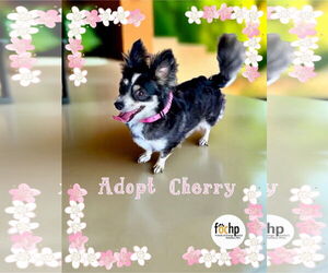 Chihuahua Dogs for adoption in Menifee, CA, USA