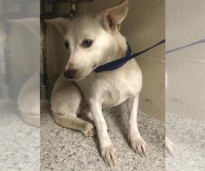Chihuahua Dogs for adoption in Conroe, TX, USA