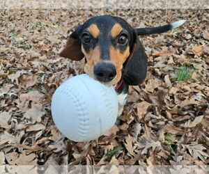 American Foxhound-Beagle Mix Dogs for adoption in Holly Springs, NC, USA