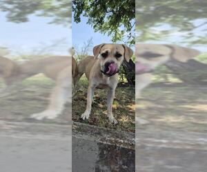 Boxer-Unknown Mix Dogs for adoption in San Antonio, TX, USA