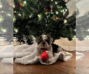 Shih Tzu-Unknown Mix Dogs for adoption in Davis, CA, USA