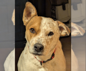 Mutt Dogs for adoption in Williamsburg, NM, USA