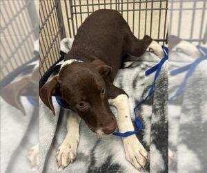 Labrador Retriever-Unknown Mix Dogs for adoption in Conroe, TX, USA